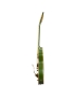 Epiphone Emperor Swingster Forest Green Metallic